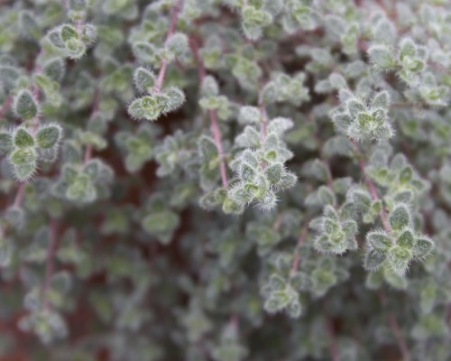 Thymus pseudolanuginosus (THYME, WOOLY) from Thienemans.com