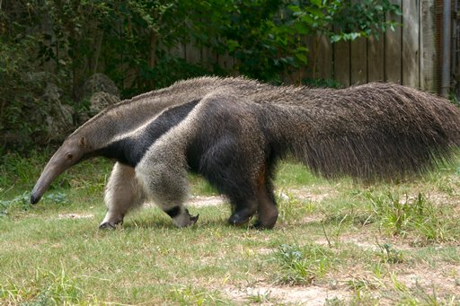anteater-6