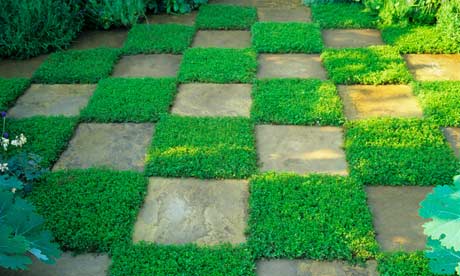 marianne majerus image of checkerboard creeping thyme with stone
