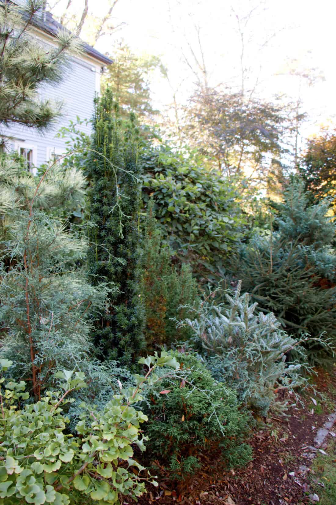 Lush garden with a variety of green foliage and evergreen plants next to a house. Tall and short plants intermingle, creating a dense, vibrant landscape under a bright sky.