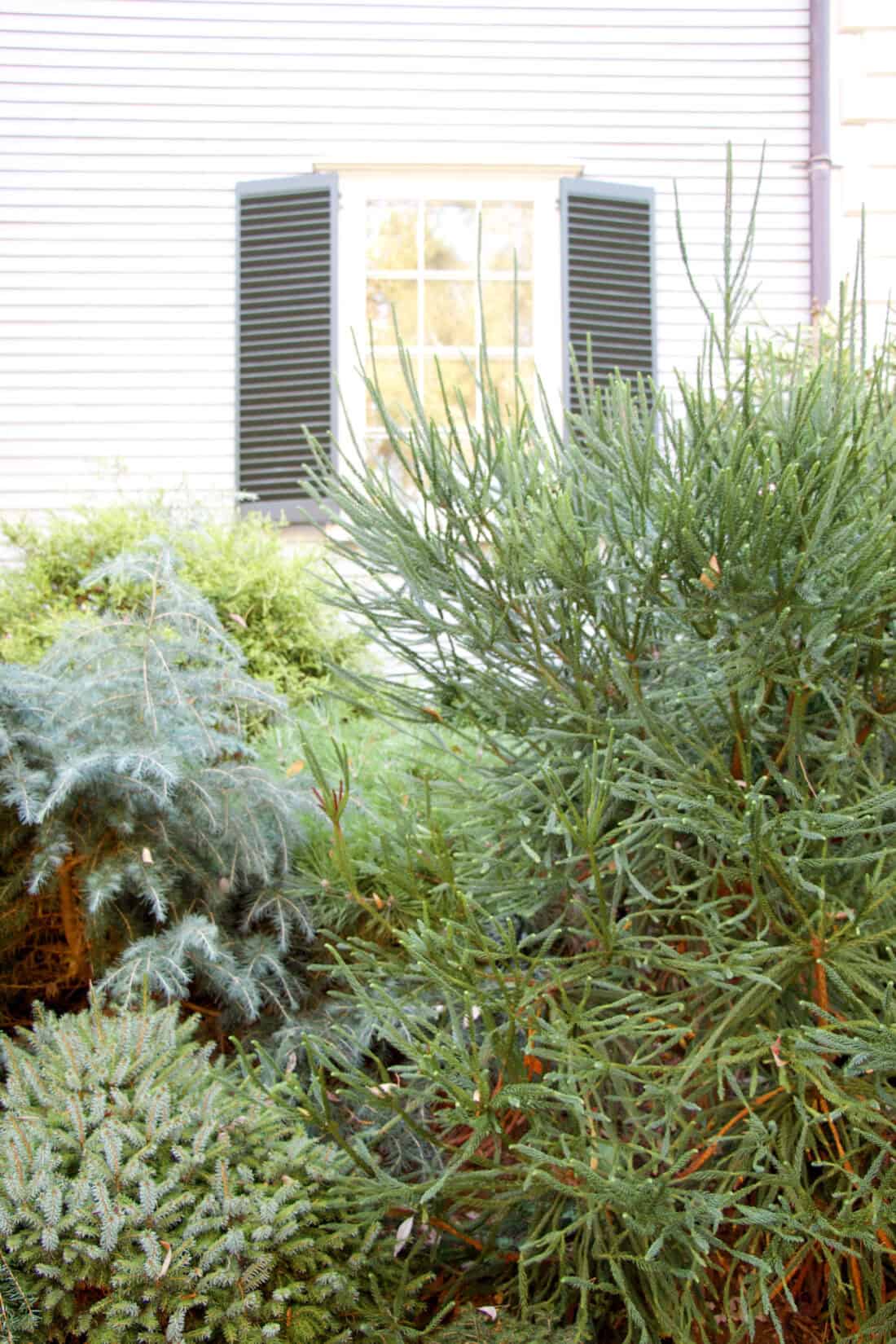 A variety of Iseli Evergreen shrubs and plants adorn the space in front of a window with dark shutters on a light-paneled house exterior.