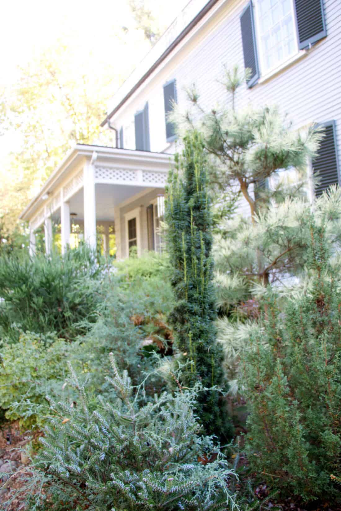 A white house with green shutters and a porch is surrounded by lush greenery, including tall pine trees and evergreen shrubs. The sunlit scene offers inspiration through its serene and inviting atmosphere.