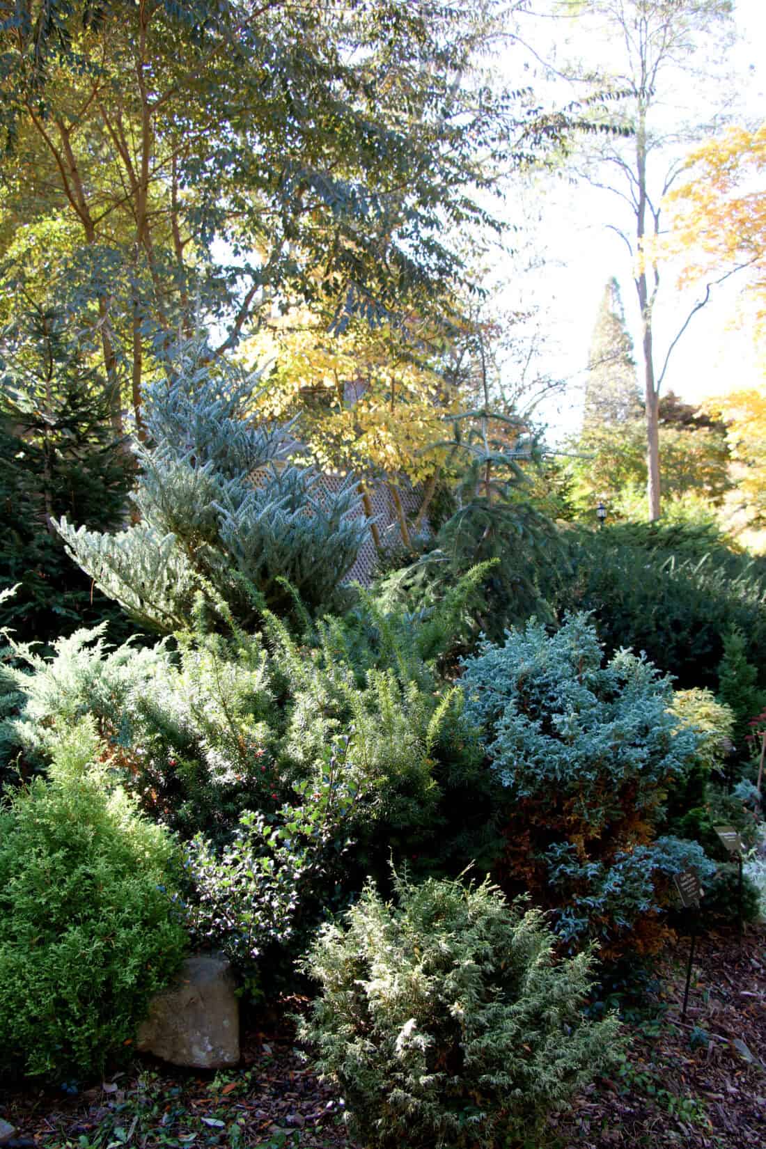 A lush garden filled with Iseli Evergreen shrubs and trees is highlighted by the sunlight. The foliage displays different shades of green, offering evergreen inspiration. In the background, deciduous trees have leaves in shades of yellow, indicating the autumn season.