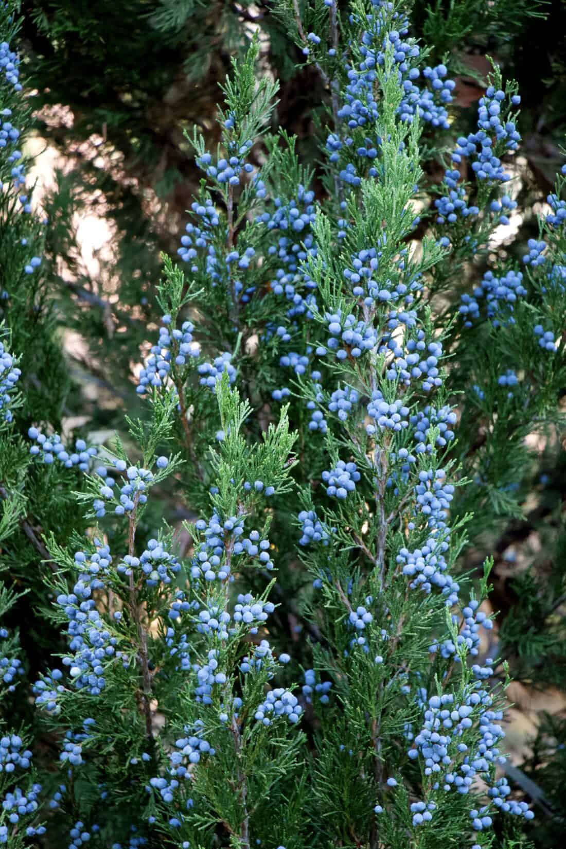 Dense foliage of the juniper bush, an Iseli Evergreen inspiration, is laden with clusters of blue berries amidst the vibrant green needles.