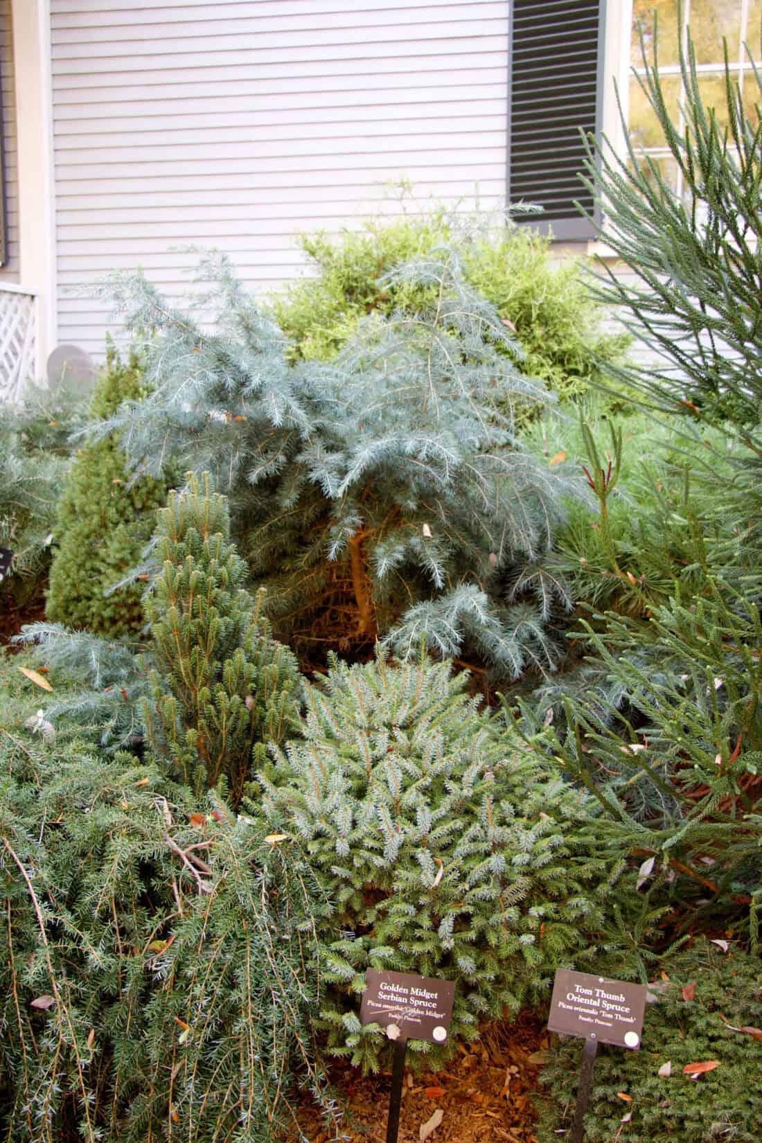 A small garden offers Evergreen Inspiration with a variety of plants and conifers, including spruce and pine. Two informational signs label different species. A gray wooden building graces the background, adding to this serene Iseli Evergreen oasis.