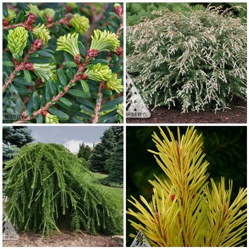favorite conifers from islei nursery 