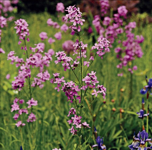 Dame's Violet stella mccartney garden