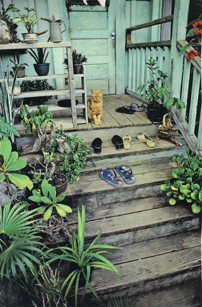 garden steps cat