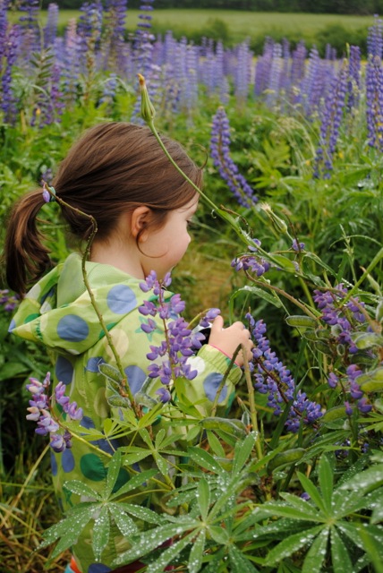 Daughter and the lupines