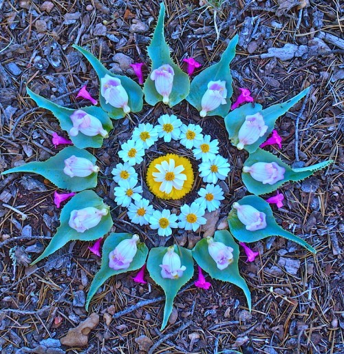 flower mandala by Kathy klein