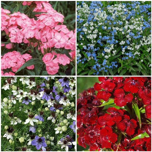 Sweet William ‘Newport Pink’, Chinese Forget-Me-Not ‘Chill Out’, Love-in-a-Mist ‘Hispanica Mix’, Sweet William ‘Claret’