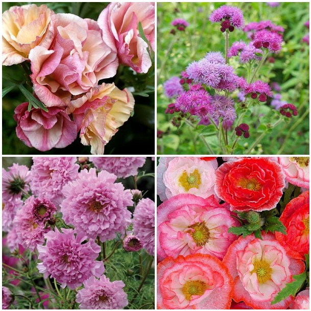California Poppy ‘Rosa Romantica’, Ageratum ‘Red Sea’, Cosmos ‘Rose Bonbon’, Poppy ‘Falling in Love’ all from Select Seeds