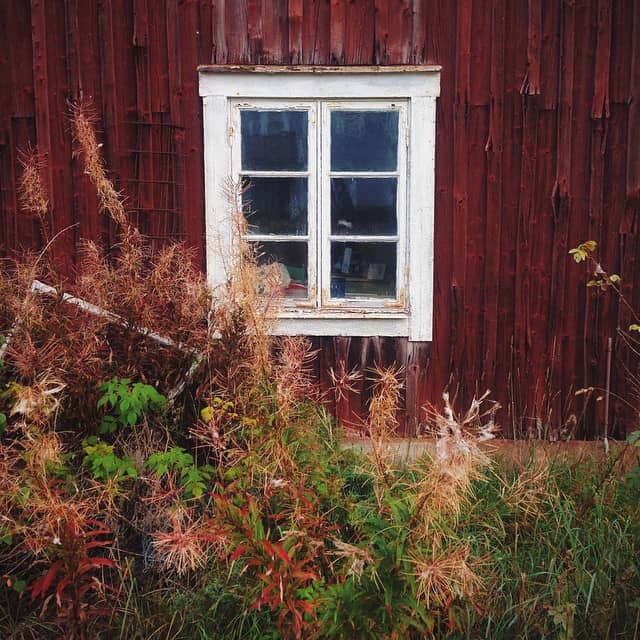 A weathered wooden wall painted in red with a white-framed window at its center. Below the window, overgrown grass and wild plants display autumn colors, adding a rustic charm to the scene.