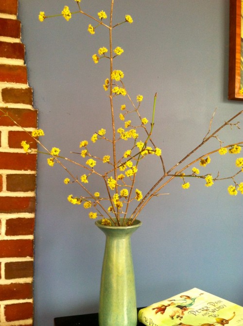 cornus mas branches in a vase