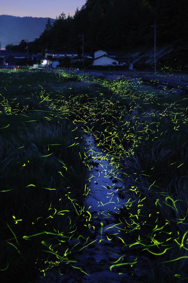 A stream of glow worms in a field at night.