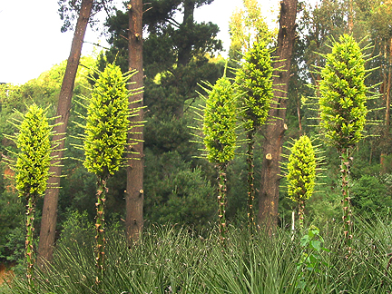 Puya chilensis