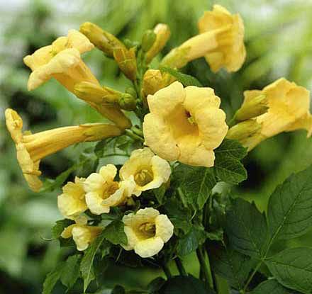campsis radicans flava yellow trumpet vine