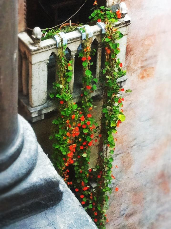 A balcony with vines growing out of it.