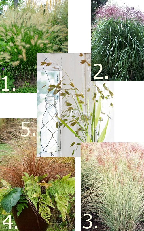 top 5 grasses for the garden 