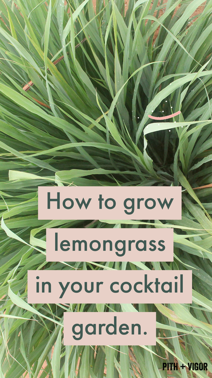 How to grow lemongrass in your cocktail garden for Thai coconut martinis