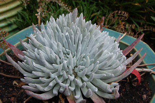 succulent from far out flora