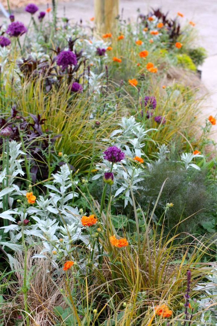 High fashion Planting Inspiration from Chelsea Flower show 2012 by Rochelle Greayer - Grasses, Silver Orange and Purple