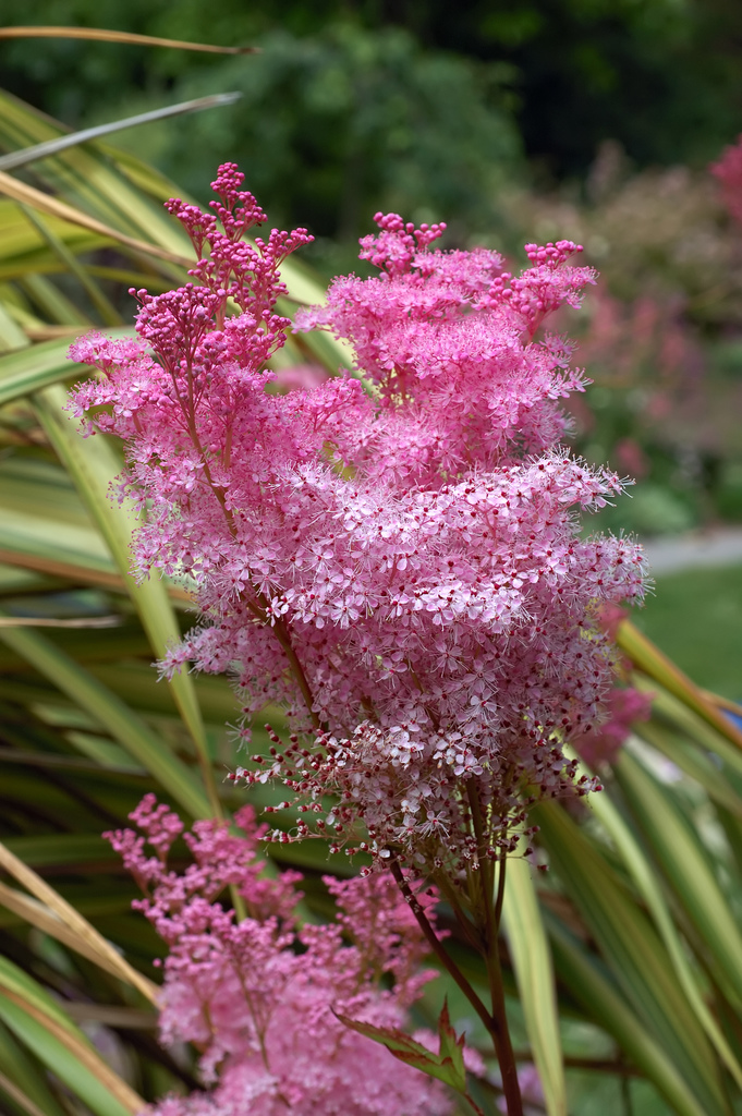 5 seeds to plant in the fall for next summer - filipendula rubra - queen of the prairie