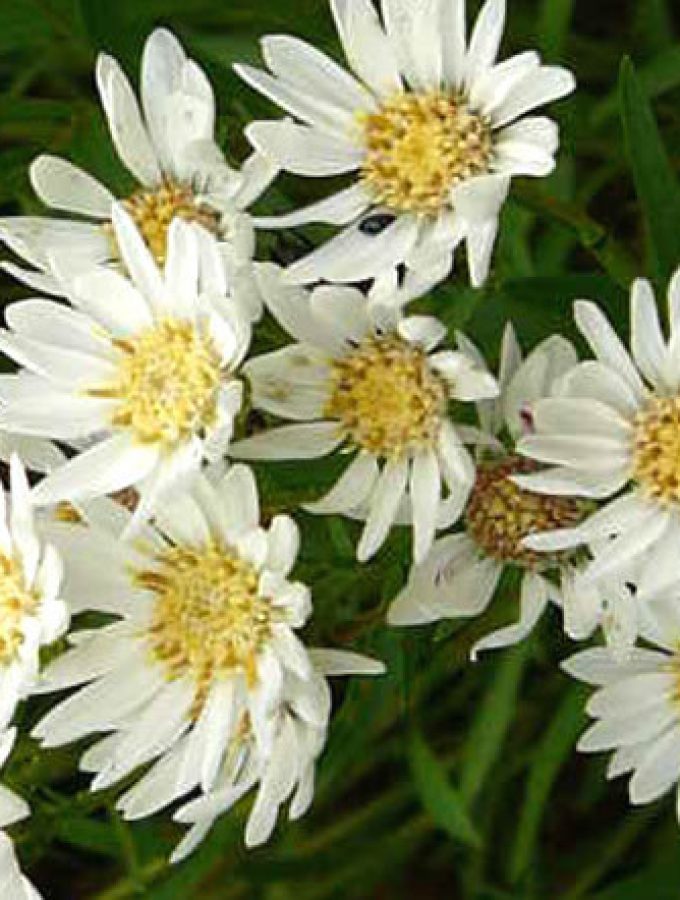 5 plants to sow in the fall for next summer - Upland White Aster