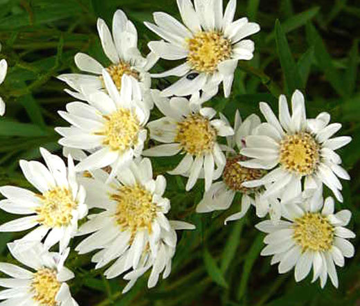 5 plants to sow in the fall for next summer - Upland White Aster