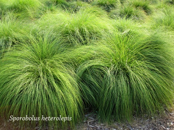 5 plants to sow in the fall for next summer - Prairie Dropseed
