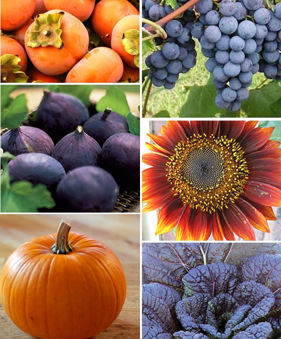 grape-and-orange-fall-plant-inspiration