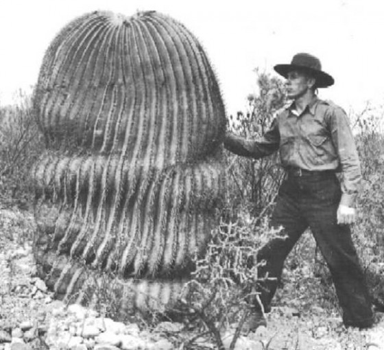 Echinocactus platyacanthus giant cactus