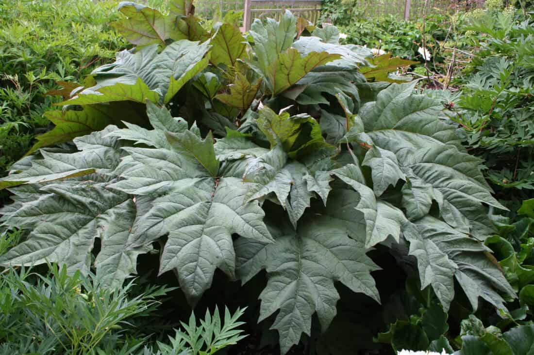 Large, lush green leaves of a plant with a textured surface and jagged edges fill the frame, reminiscent of cool rhubarbs. The leaves are overlapping and create a dense, vibrant foliage, with hints of smaller plants surrounding them.