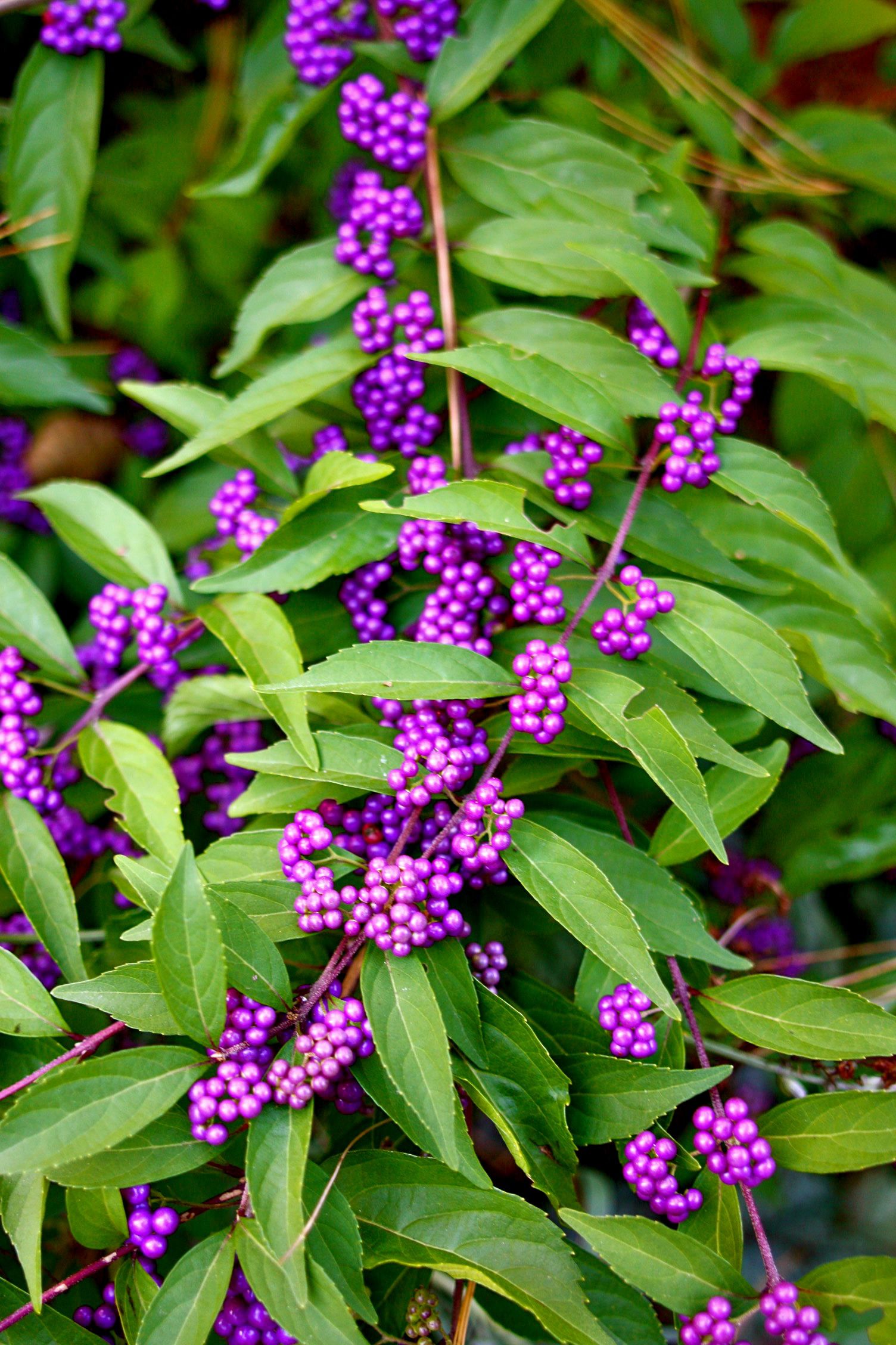 callicarpa american beautyberry by rochelle greayer www.pithandvigor.com