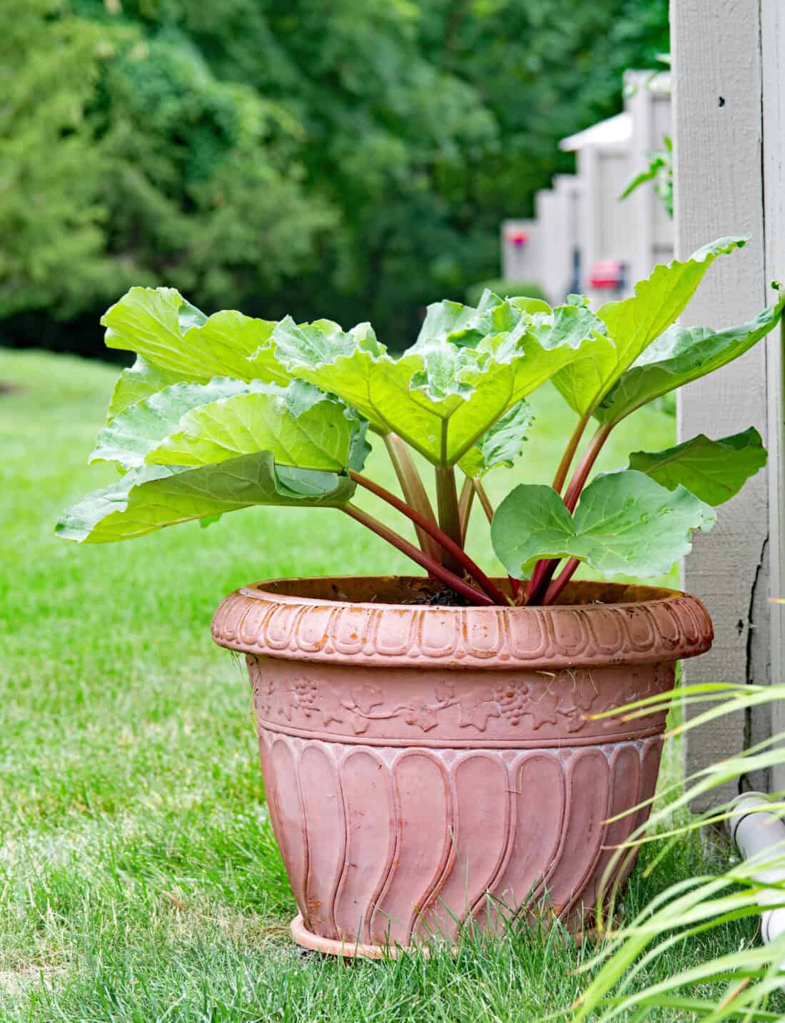 A large terracotta pot with leafy green rhubarbs on a lush lawn, next to a gray building. The backdrop features trees, and the sunlit scene gives a cool, fresh outdoor garden vibe.