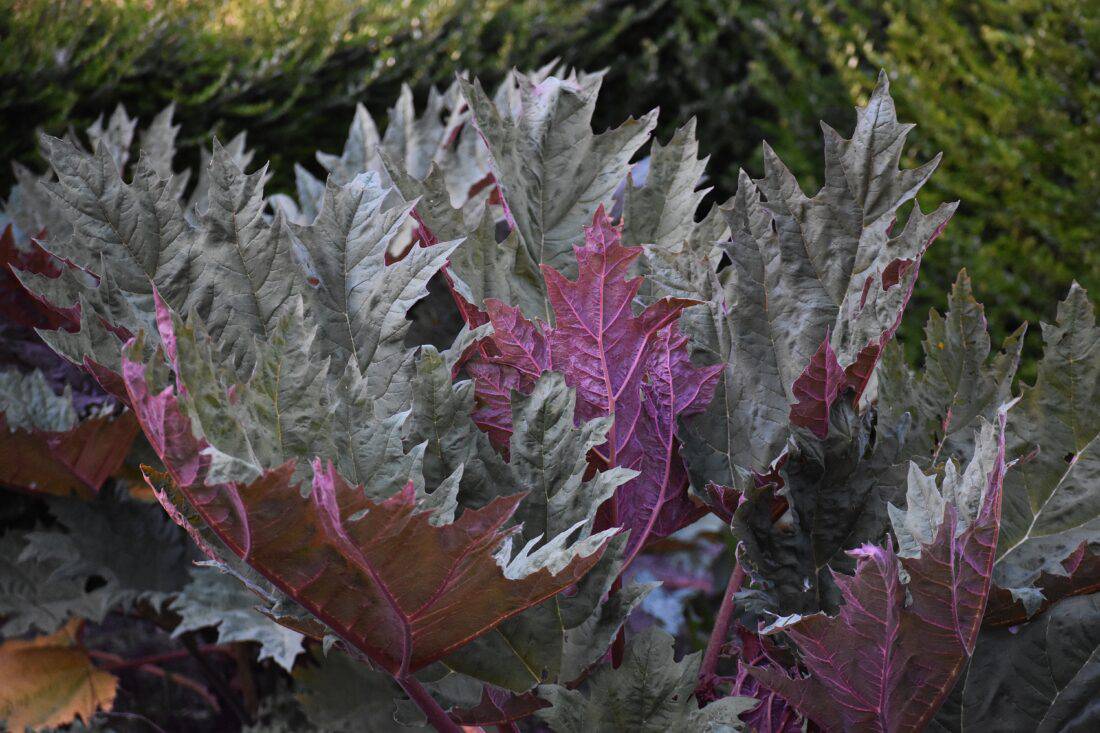 Close-up of large, spiky leaves with a mix of green and purple hues, reminiscent of cool rhubarbs, set against a blurred background of greenery. The leaves' textured, jagged appearance adds depth and interest to the image.