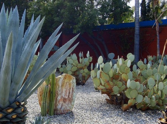 topanga canyon cactus garden by stars4esther