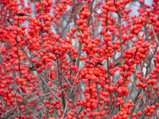 Ilex vertillicata - winterberry - queen of the winter landscape