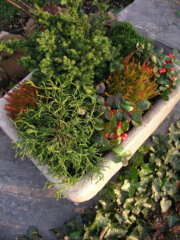 planting for winter containers