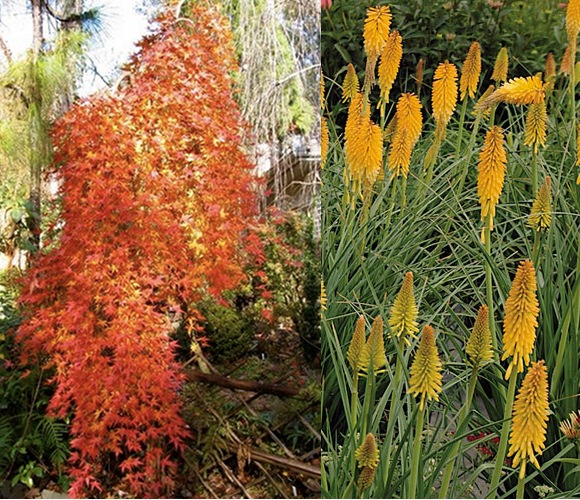 weeping maple and kniphofia