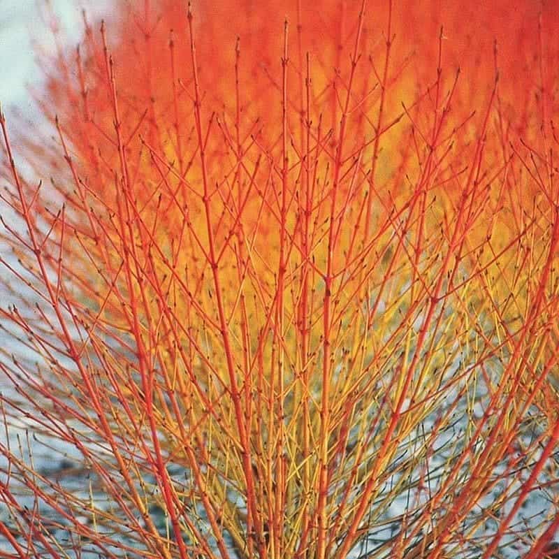 Vibrant red and orange branches of a bush create a striking pattern against a light background, resembling flames flickering in the winter chill. The branches appear fiery, with colors transitioning from red at the top to orange and yellow below.