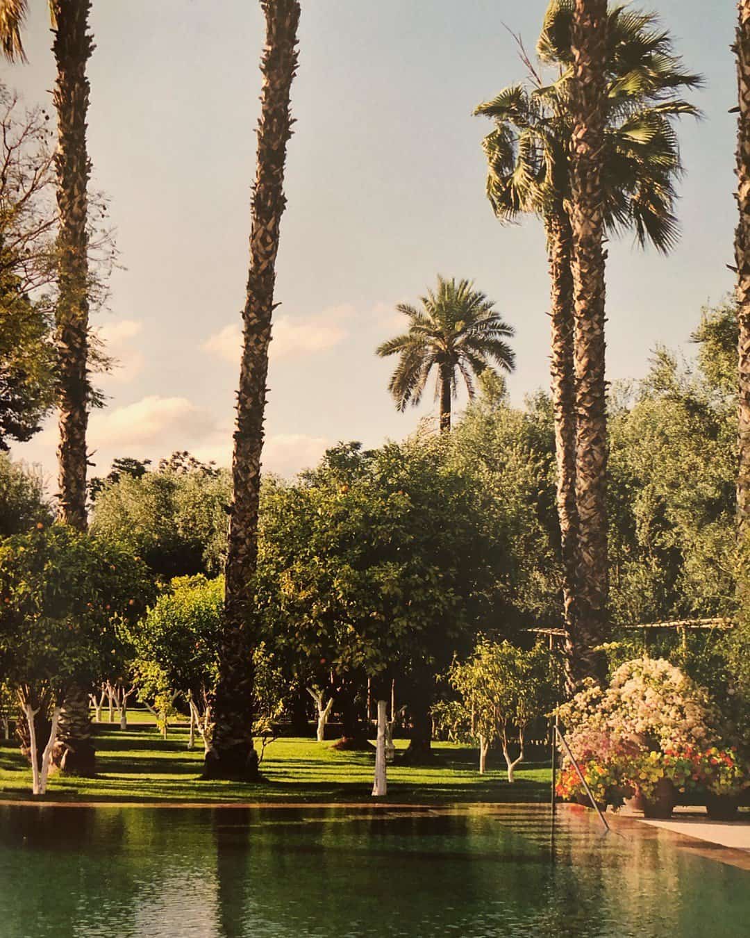 A lush Marrakech garden featuring tall palm trees and various plants surrounds a serene pool. The scene is bathed in warm sunlight, offering a tranquil and inviting atmosphere reminiscent of Marella Agnelli's signature style.