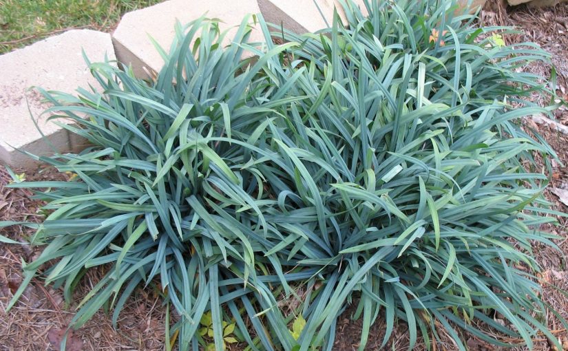 A blue sedge plant with green leaves in the ground.