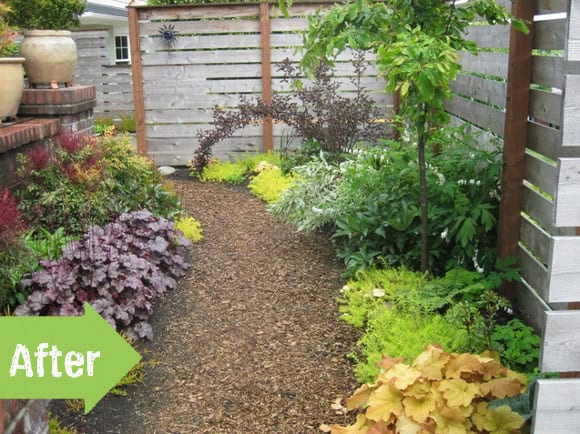 A small Seattle garden reaches new heights with its garden path lined by lush green and purple foliage. Diverse plants flourish on either side of the mulch path, enclosed by wooden fences. A labeled arrow in the foreground reads "After," highlighting its stunning transformation.