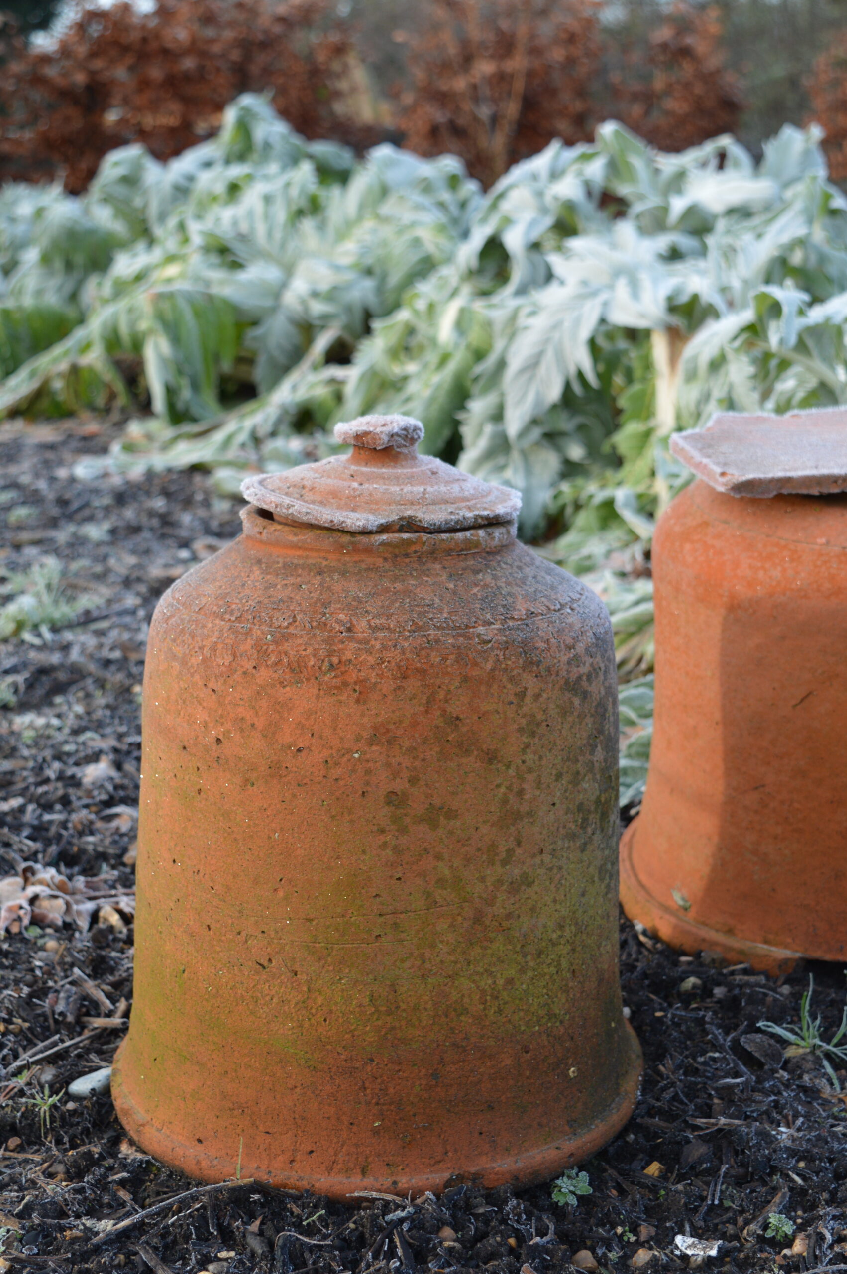 Two large, weathered terracotta Rhubarb Forcers, one with a lid and one without, stand on dark soil in a garden. Frosted leafy plants and brown foliage are visible in the background.