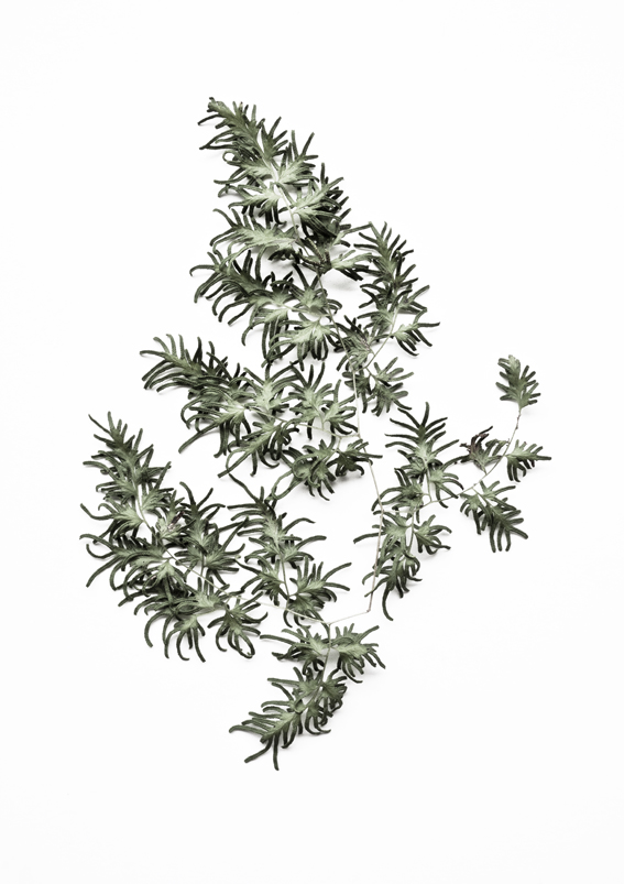 Lygodium Microphyllum