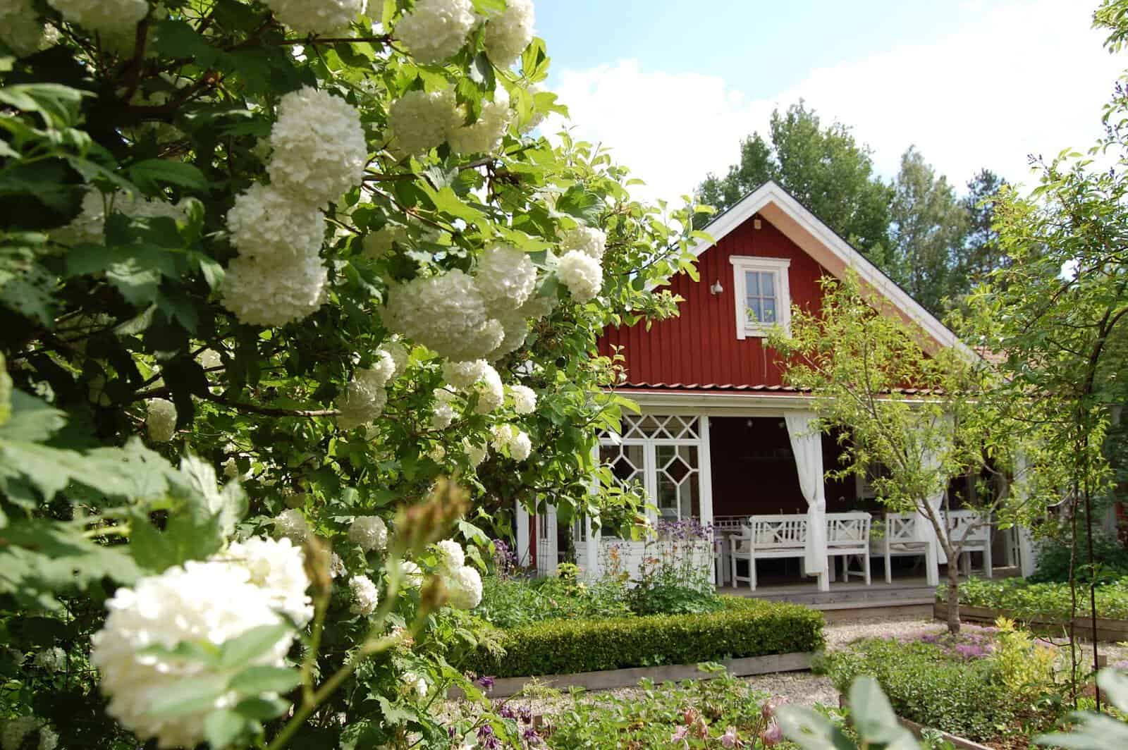 A charming red house with a white porch is surrounded by Mariana's lush garden gallery. Large white flowers and green trees frame the scene, while a pathway leads up to the entrance. Bright, sunny weather enhances the peaceful atmosphere of this Swedish country garden.