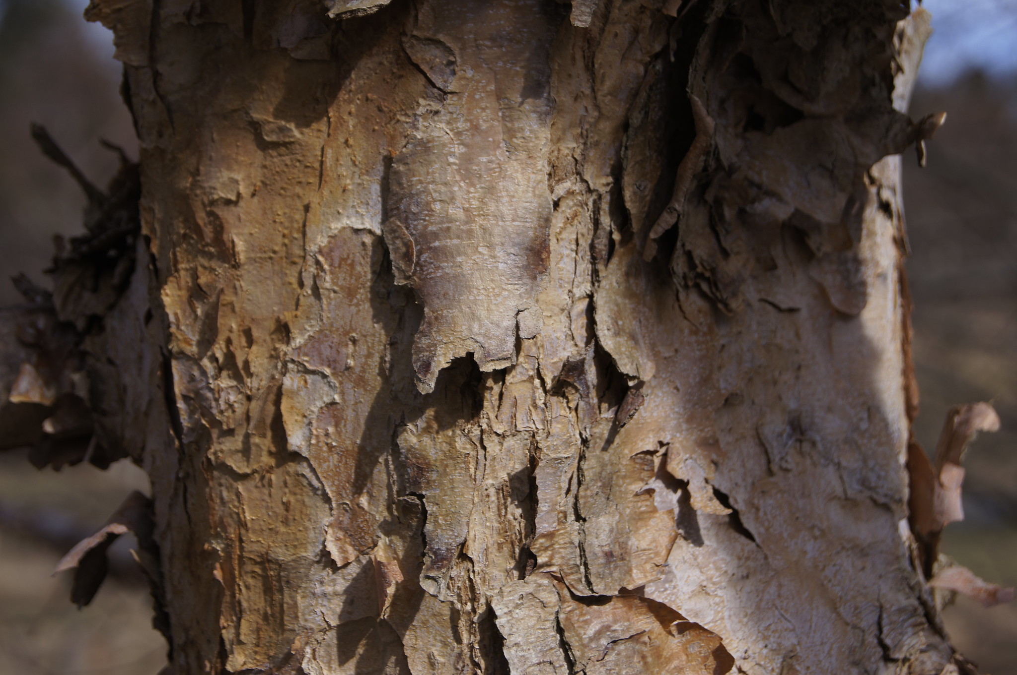 Close-up of a Filbert tree trunk with rough, peeling bark in shades of brown and beige. The texture is rugged, with layers flaking off to reveal slightly darker areas underneath. The background remains blurred and indistinct, enhancing the tree's intricate details.