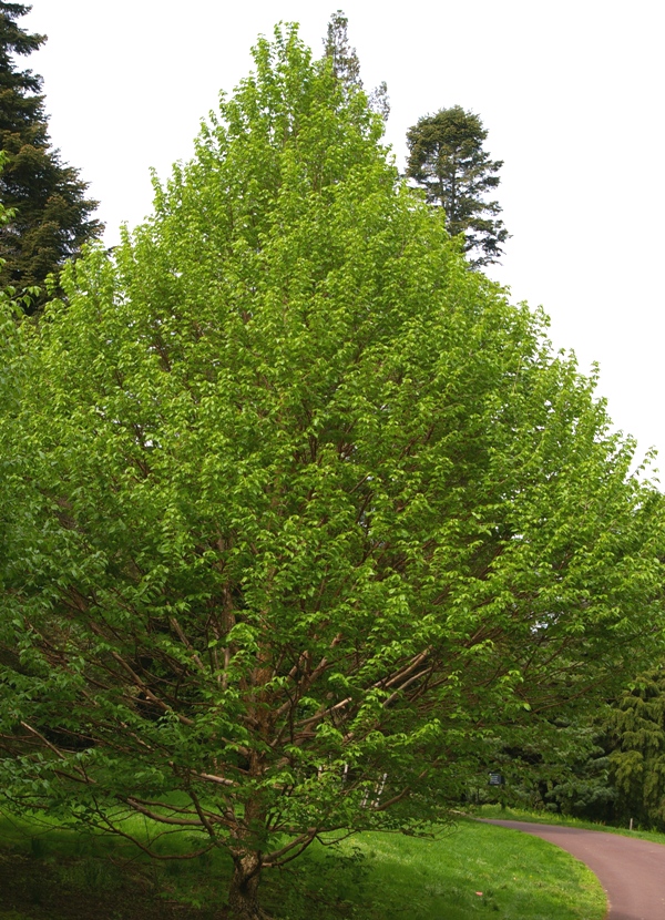 A lush green Father Farges Filbert tree with dense foliage stands beside a curved path in the park. Other taller trees are visible in the background against a clear sky.