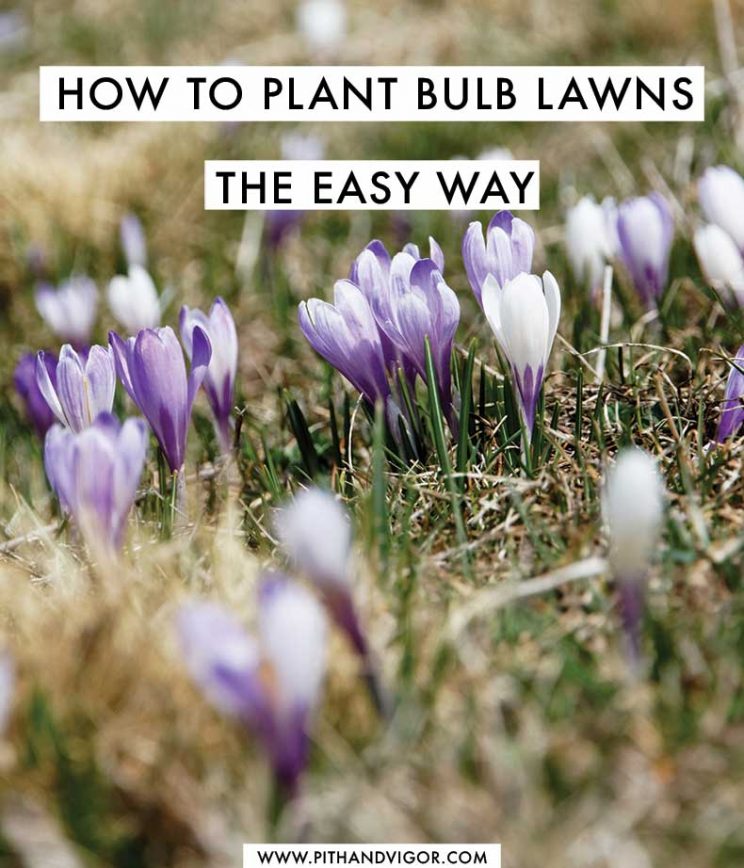 How to plant bulb lawns the easy way